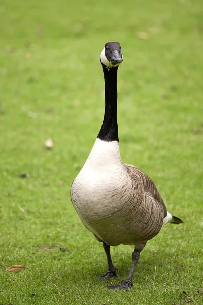 Canada goose bird — Stock Photo, Image