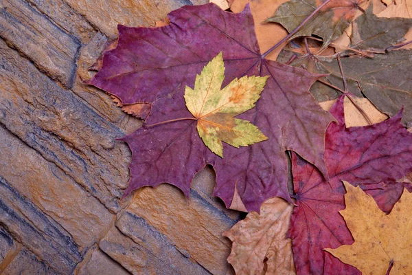 Folhas em uma parede de pedra — Fotografia de Stock