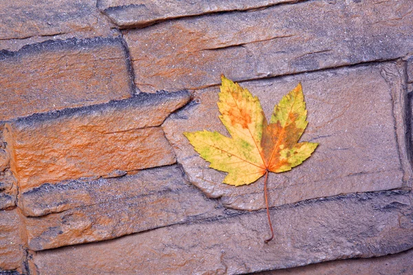 Yellow colorfull autumn leaf — Stock Photo, Image