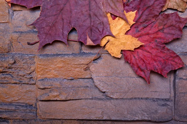 Colorful autumn leaves — Stock Photo, Image