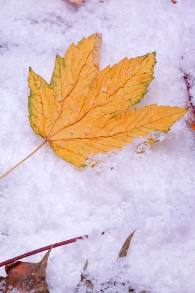 Foglie d'autunno sulla neve — Foto Stock