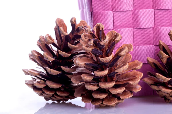 Cones de pinheiro de decoração — Fotografia de Stock