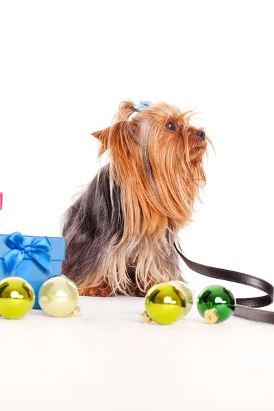 Yorkshire terrier con cajas de regalo —  Fotos de Stock