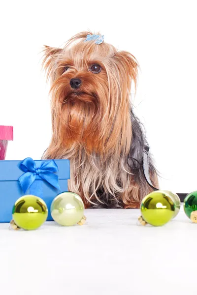 Yorkshire terrier en Navidad —  Fotos de Stock