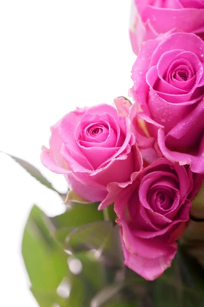 Krásné růžové růže Stock Obrázky