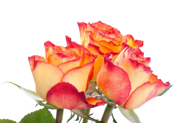 Bouquet di belle rose arancioni — Foto Stock