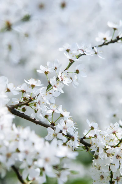 Třešňový strom v květu — Stock fotografie