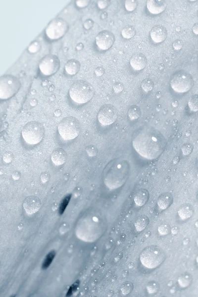 Крупный план Лили Лиф с капельками воды — стоковое фото