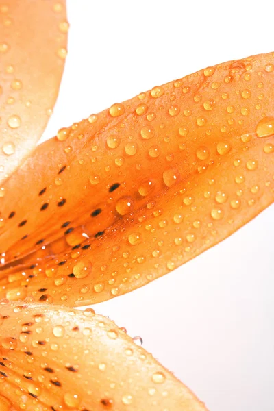 Fechar a folha de lírio com gotas de água — Fotografia de Stock