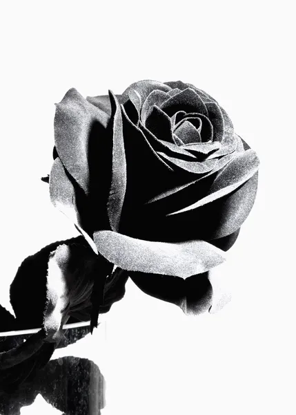 Black Artificial Rose — Stock Photo, Image