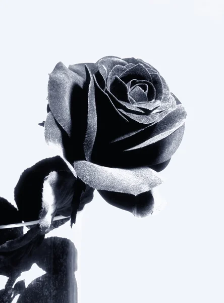 Черная искусственная роза — стоковое фото