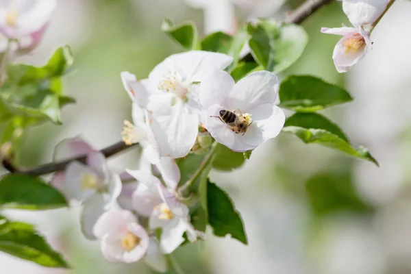 Manzano en flor —  Fotos de Stock