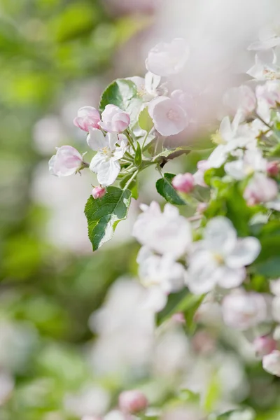 Яблуня в цвітіння — стокове фото
