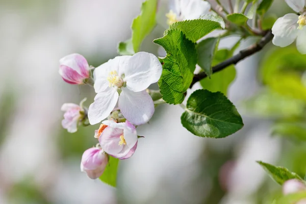 Äppelträd i blom — Stockfoto