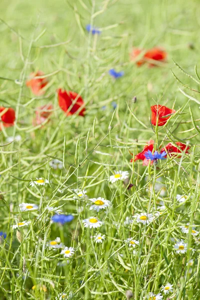 Wild Flowers on the Meadow — Stock Photo, Image