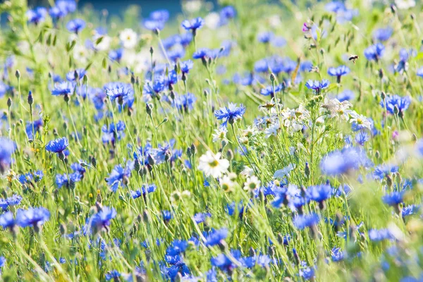 Cornflowers en el prado — Foto de Stock