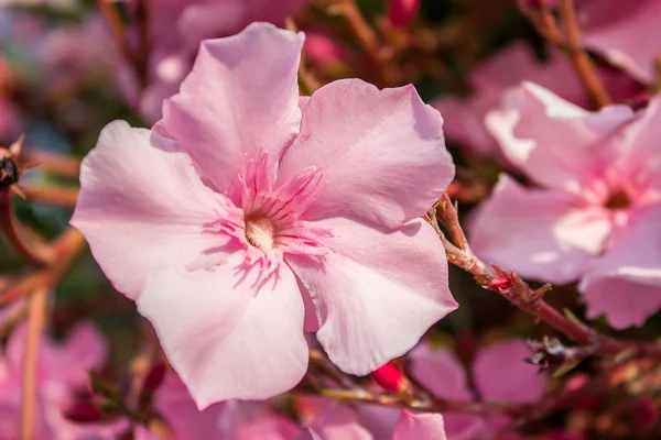 Oleander rosa Blüten — Stockfoto