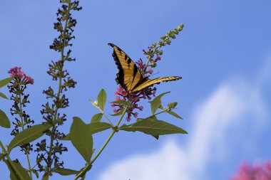 güzel sarı swallowtail kelebek