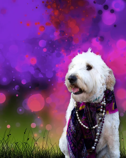 Dog Dressed up on Background — Stock Photo, Image