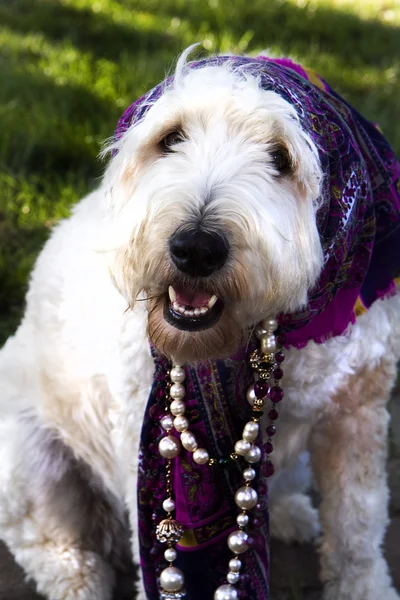 All Dressed Up - No Where to Go — Stock Photo, Image