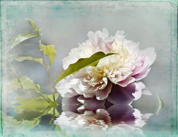 Peonies' Reflections — Stock Photo, Image