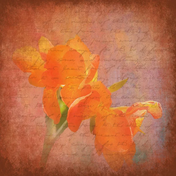 Peach Iris Illustration — Stock Photo, Image