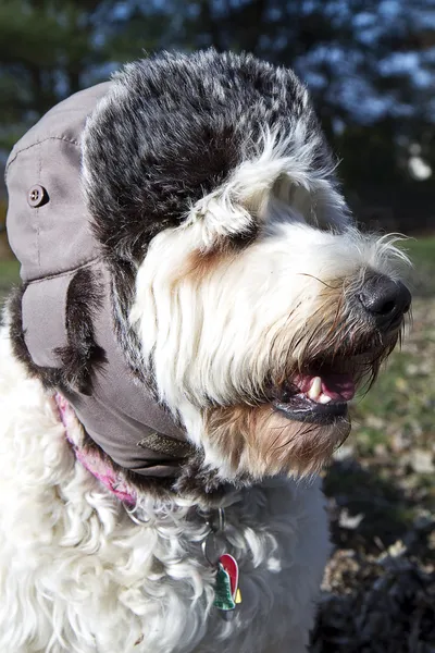 Közelkép a kutya kalap viselése — Stock Fotó