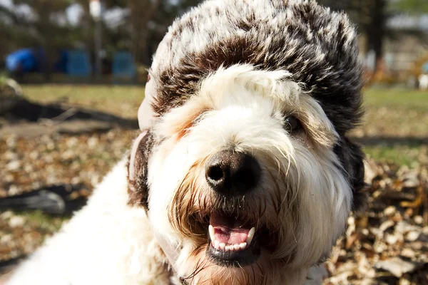 Perro en sombrero de oreja-muff — Foto de Stock