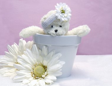 saksıyı da oyuncak ayı