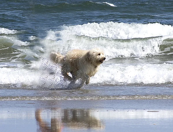 狗在海滩上运行 — 图库照片