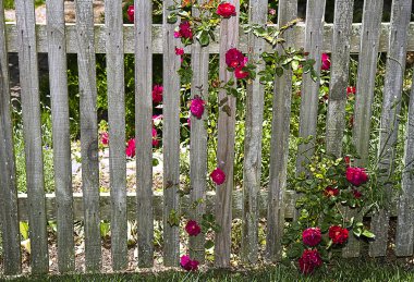 Gül tırmanma hisse senedi çit