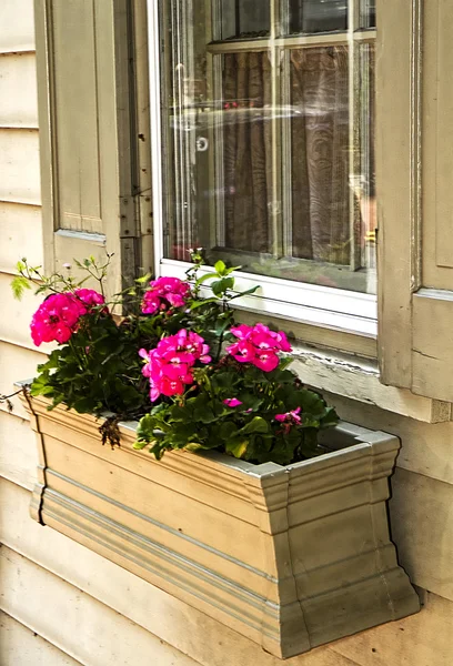 Vintage Flower Box and Flowers — Stock Photo, Image