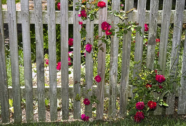 Stock fence with climbing roses — Stock Photo, Image
