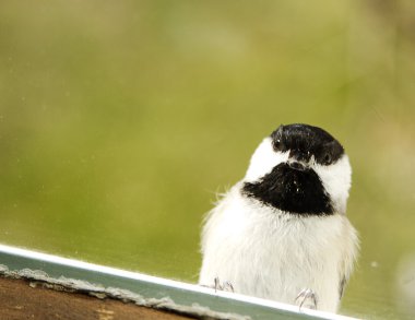Siyah şapkalı bülbül pencere üzerinde