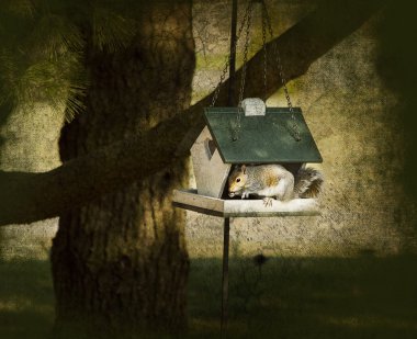 kuş besleme yuvasına sincap