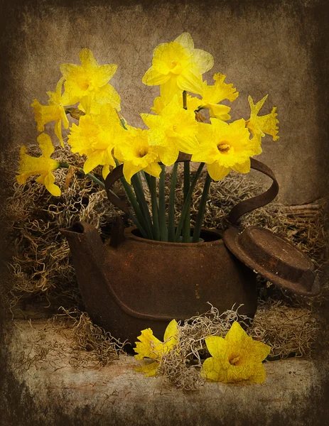 Daffodils in Rustic Antique TeaPot — Stock Photo, Image