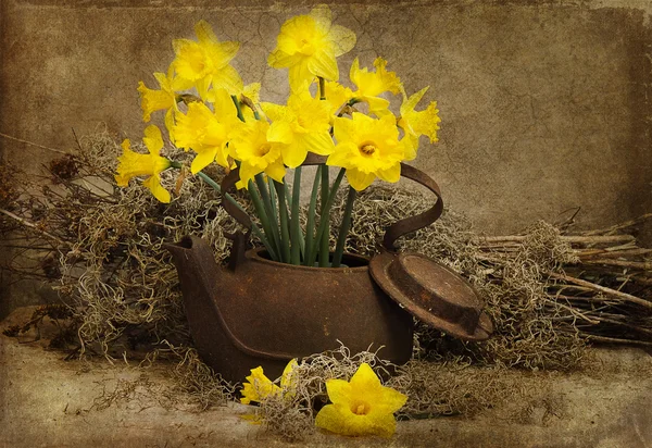 Daffodils in Rustic Antique TeaPot — Stock Photo, Image