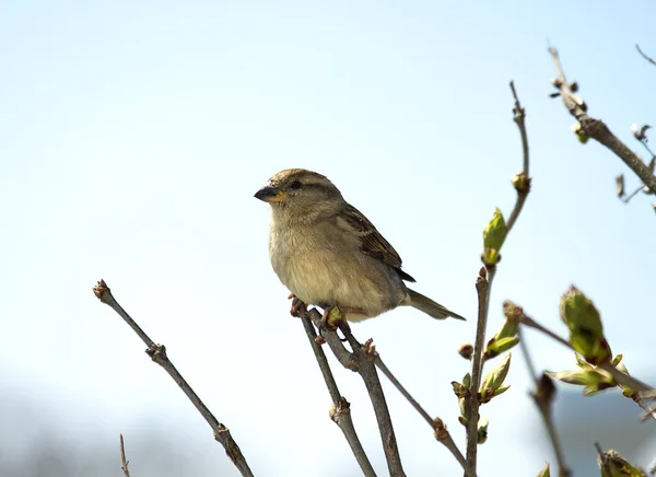 Sparrow på gren — Stockfoto