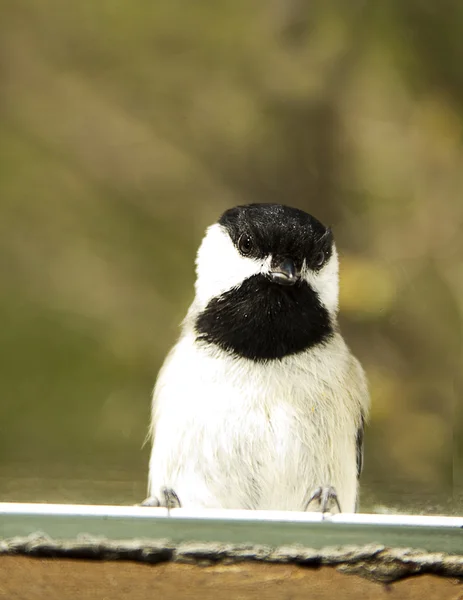 Mésange à capuchon noir sur le rebord de fenêtre — Photo