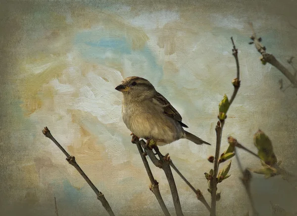 Sparrow på lila gren (Illustration) — Stockfoto