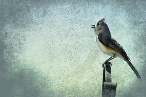 Titmouse Bird on Pole (Textures) — Stock Photo, Image