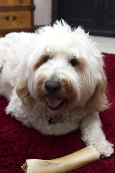 Golden Doodle Relaxing — Stock Photo, Image