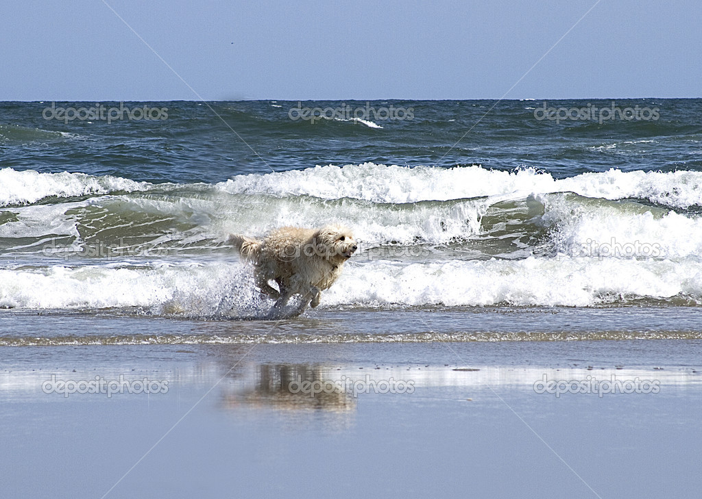 Dog Running on beach