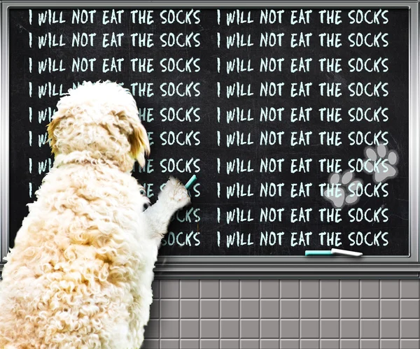 Escrita do cão em Chalkboard — Fotografia de Stock