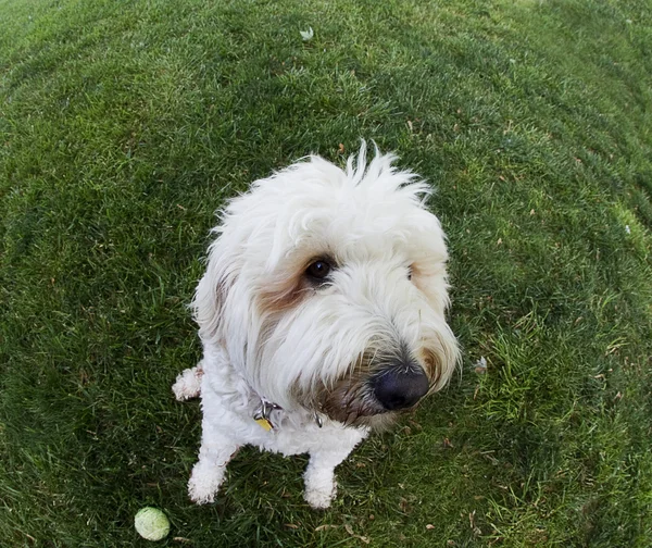 Rolig förvrängd hund genom användning av fish-eye lins — Stockfoto