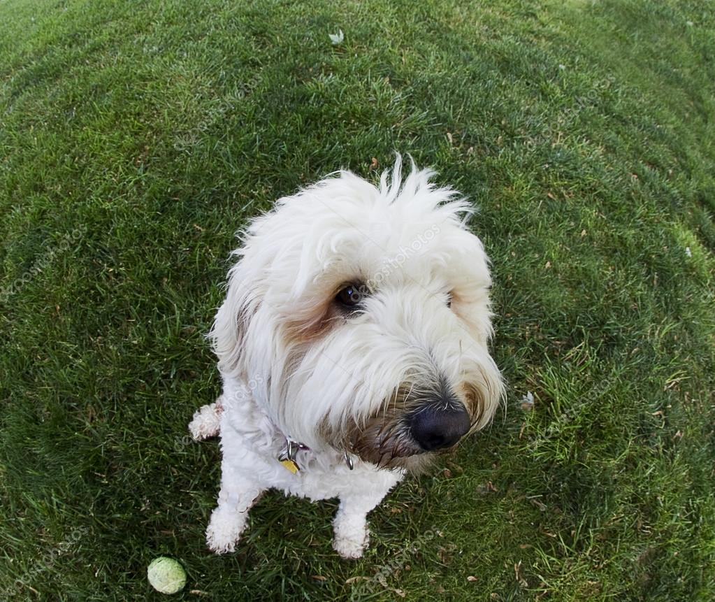 Drôle Chien Déformé Par Lutilisation Dobjectif Fish Eye