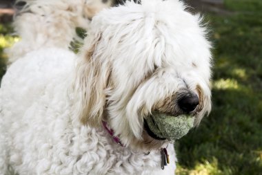 köpek topu ile