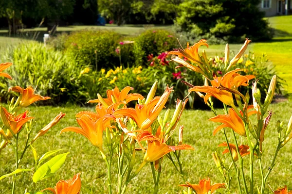 Vackra blommor trädgårdar — Stockfoto