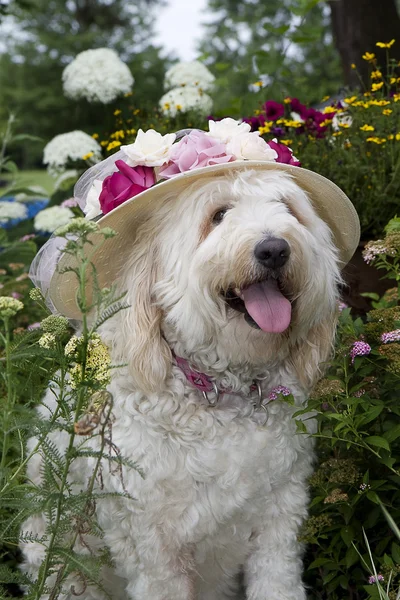 Perro con sombrero de sol floral — Foto de Stock