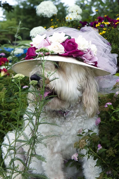 Hund bär blommor solhatt — Stockfoto